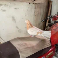 ماده زرد اصفهانی طلایی