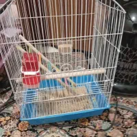 قفس عروس هلندی