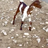 رنگ مختلف|حیوانات مزرعه|تربت‌حیدریه, رباط سفلی|دیوار