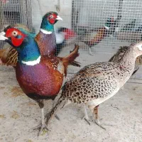 جفت مرغ و خروس امریکایی بالغ طاووس