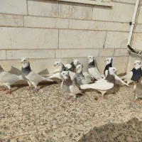 طوقی سرور|پرنده|مروست, |دیوار