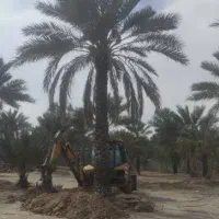 نخل تنه دار