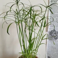 زیبا و خوشکل|عمده‌فروشی|سرپل ذهاب, |دیوار