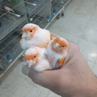 فروش ۷ عدد نر ۲۰۲۵ اماده|پرنده|هشتگرد, تهران دشت|دیوار