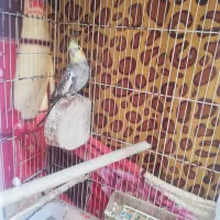 عروس هلندی سخن گو پروانه ای