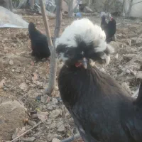 تخم مرغ نطفه دار ( مرند. لهستانی)