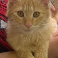 گربه جینجر خانگی بامزه، شیطون