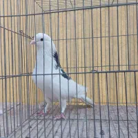 کبوتر هما تیکه پاره|پرنده|تهران, بیسیم|دیوار