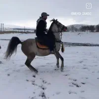 کره نریان ۱۴ ماه شجره دار پر خون|اسب و تجهیزات اسبسواری|ملایر, |دیوار