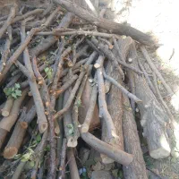 خرید انواع  چوب درخت  تروخشک