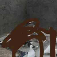 کبوتر|پرنده|میبد, |دیوار