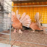 دم چتری آمریکایی|پرنده|ابریشم, |دیوار