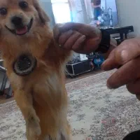 سگ پت بول۲۰سانتی