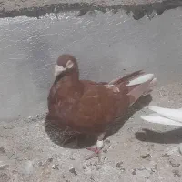 سرخ|پرنده|شیراز, کرونی(خاتونک)|دیوار