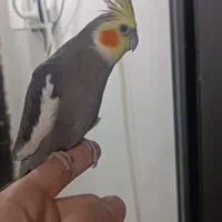 طوطی عروس هلندی سخنگو|پرنده|رشت, پیرکلاچای|دیوار