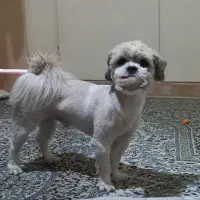 سگ نر دو ساله|سگ|تهران, اسکندری|دیوار