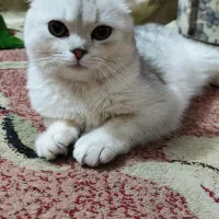 اسکاتیش فولد و بریتیش