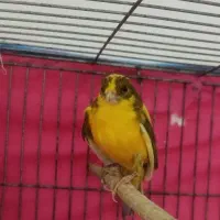 قناری فروشی