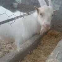 یک راس بزغاله نر سانن