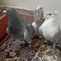 کبوتر فروشی