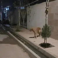 پیدا شده|سگ|بوئین زهرا, |دیوار