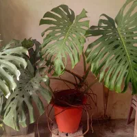 برگ انجیری بزرگ شفلر و غیره