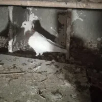 کبوتر طوقی|پرنده|محمدشهر, ولدآباد|دیوار