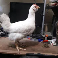 جوجه|حیوانات مزرعه|شوشتر, |دیوار