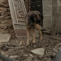 واگذاری|سگ|اراک, |دیوار