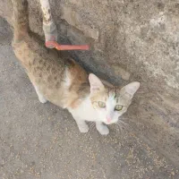 گربه امدادی