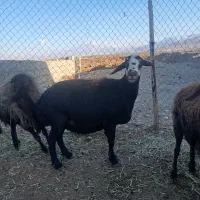 میش جواب ابسین به شرط دوقلو زا