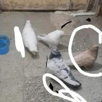 کفتر کبوتر