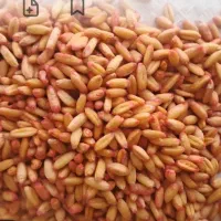 گندم بذری رقم هشترود  ۵۰ هزار