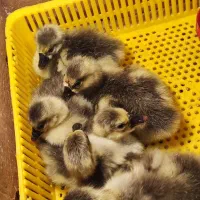 جوجه غاز و ...|حیوانات مزرعه|بهبهان, |دیوار