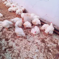 مرغ گوشتی|حیوانات مزرعه|مشهد, كنويست|دیوار