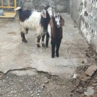 بزماده|حیوانات مزرعه|سیمین شهر, |دیوار