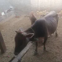 گاو باگوساله|حیوانات مزرعه|دهق, |دیوار