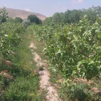 پیوند پسته رقم احمد آقایی واکبری به دلخواه مشتری
