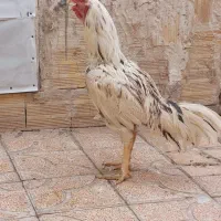 خروس لاری افغان ۳ دانگ