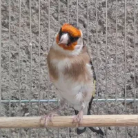 سهره چهارگل جوجه قفس