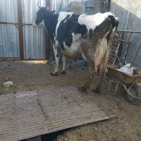 گاو شیری|حیوانات مزرعه|بیرجند, |دیوار