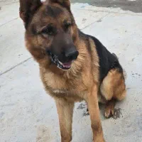 یه جفت ژرمن