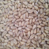 گندم پیشگام