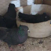 غلاغ قلاق غلاق دمگیر|پرنده|اصفهان, ارزنان|دیوار