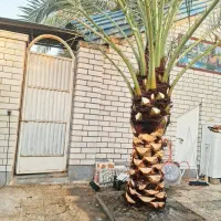 بریدن نخل قطع نخل حرس نخل سمپاشی  در آوردن ریش نخل|خدمات باغبانی و درختکاری|اهواز, نادری|دیوار