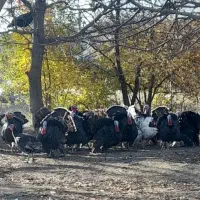 بوقلمون طبیعی ارشق