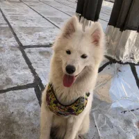 واگذاری سگ سامویید