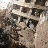 کبوتر|پرنده|تهران, پامنار|دیوار