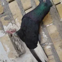 یک کبوتر اشعل نر مست مست