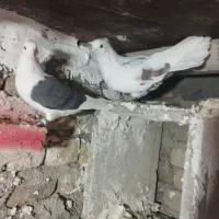 کبوتر گرده ای|پرنده|بروجرد, |دیوار